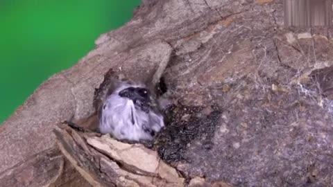 Watch This Caterpillar Turn Into A Puss Moth.