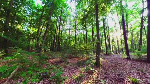 Green Radio: 24/7 Concert of Birds and Nature Sounds