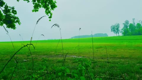 Green Radio: 24/7 Concert of Birds and Nature Sounds