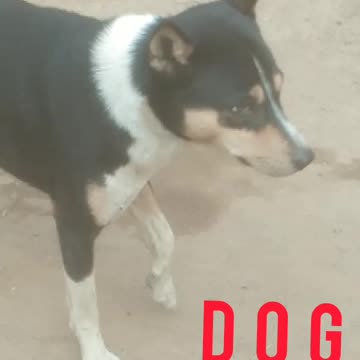 Village Dog