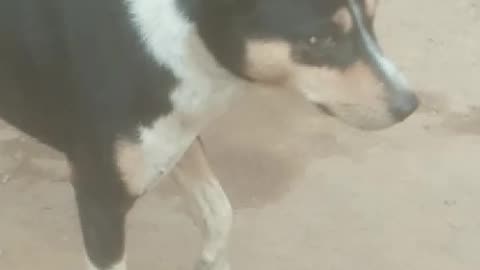 Village Dog