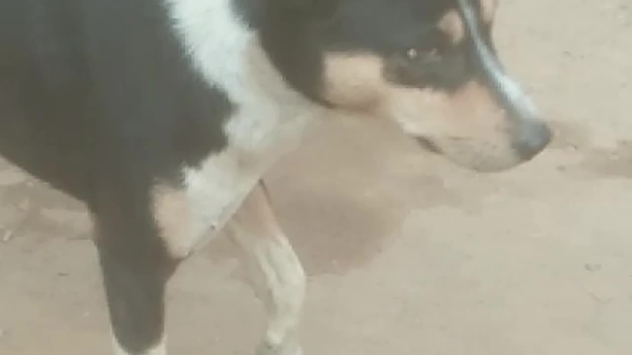 Village Dog