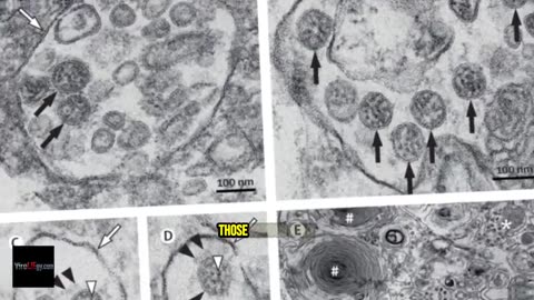 Virology — A Critique of Its Foundations - Mike Stone