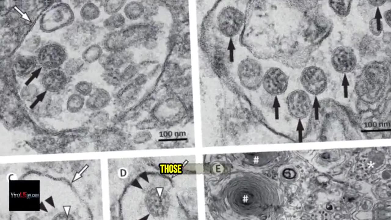 Virology — A Critique of Its Foundations - Mike Stone