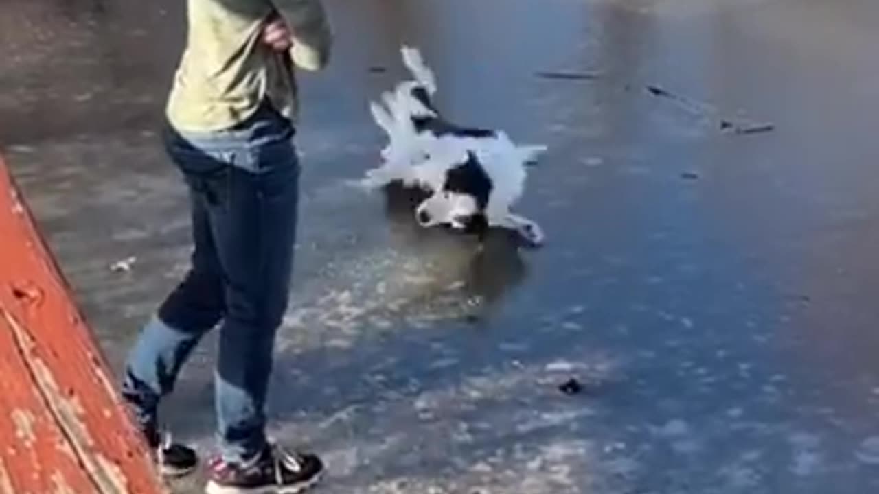 Cat Drinking Cow Milk