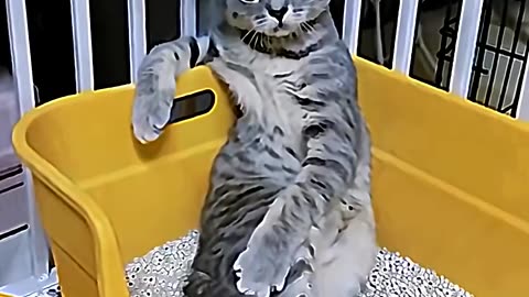 Cats act like humans ☠️ 5 #cats #foryou #tranding #viral #catvideo