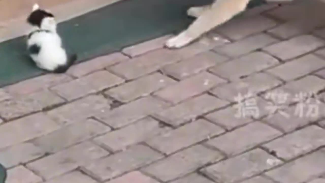 Husky was angry and helpless in the face of his master's teasing