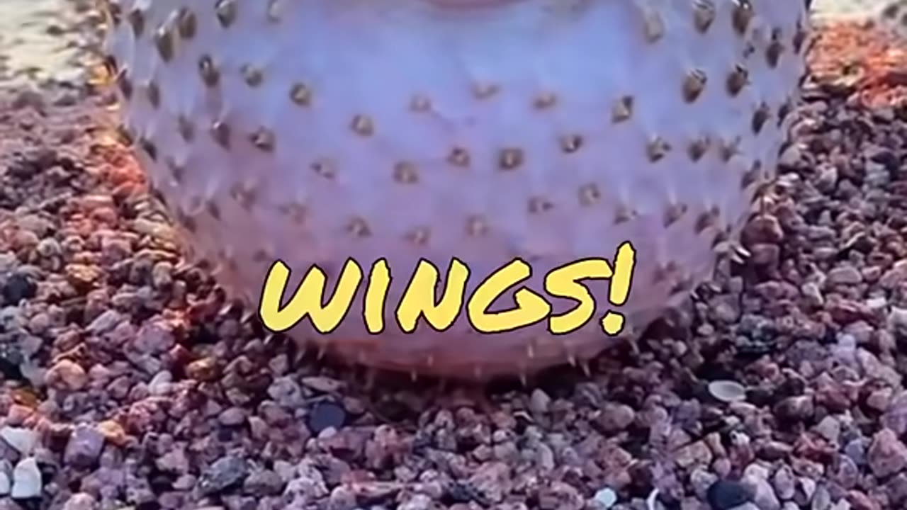 Funny Animal Videos