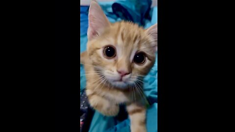 Kitten’s Attack in most adorable ways