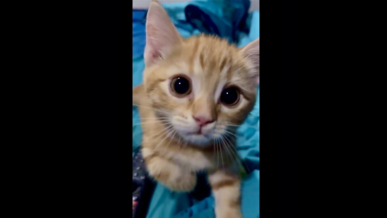 Kitten’s Attack in most adorable ways