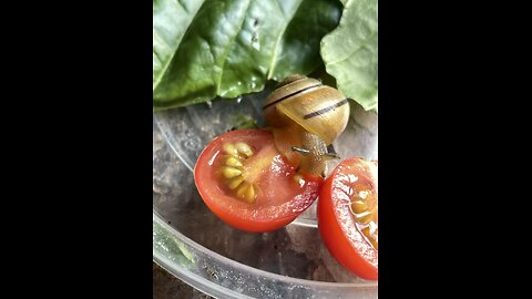 Snegell the snail having breakfast