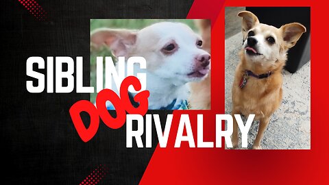 Hilarious Sibling Dogs!