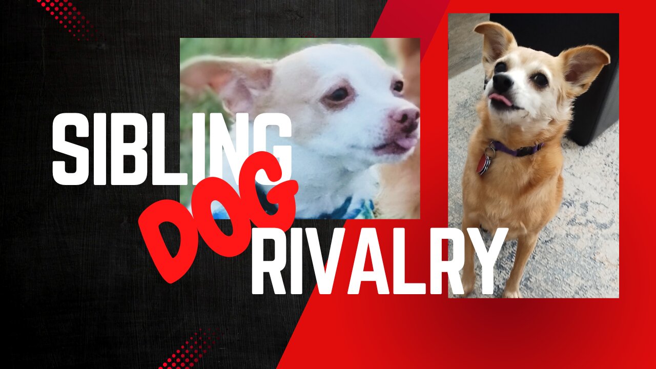 Hilarious Sibling Dogs!