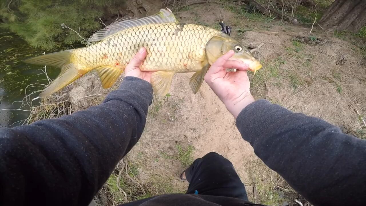 Carp on soft plastics