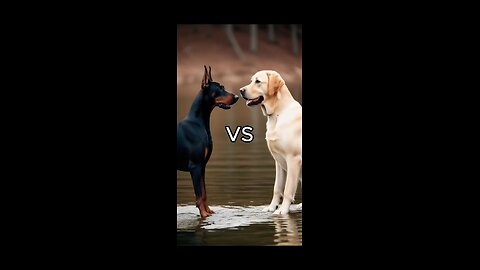 Dogfight