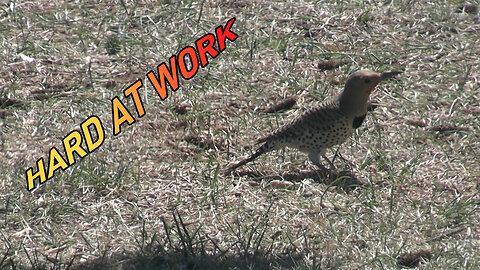 Looking for Grubs
