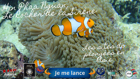 🌸 Plongée à Hin Phaa Nguan, Pattaya, Le Rocher de la Sirène, un Secret Bien Gardé