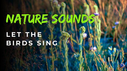 Serene Meadow: Let the Birds Sing You to Peace