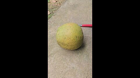 jambola kapima