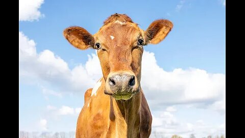 Dr Colleen Cow presents...The Politically Incorrect Guide to The South by Clint Johnson (pt08 of 015)