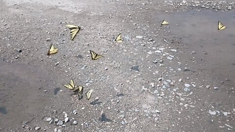 Butterflies Pudding