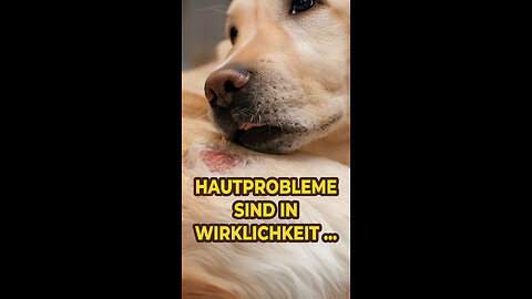 Beim Hund sind Hautprobleme sind meist Darmprobleme