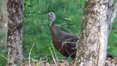 Wild Turkey