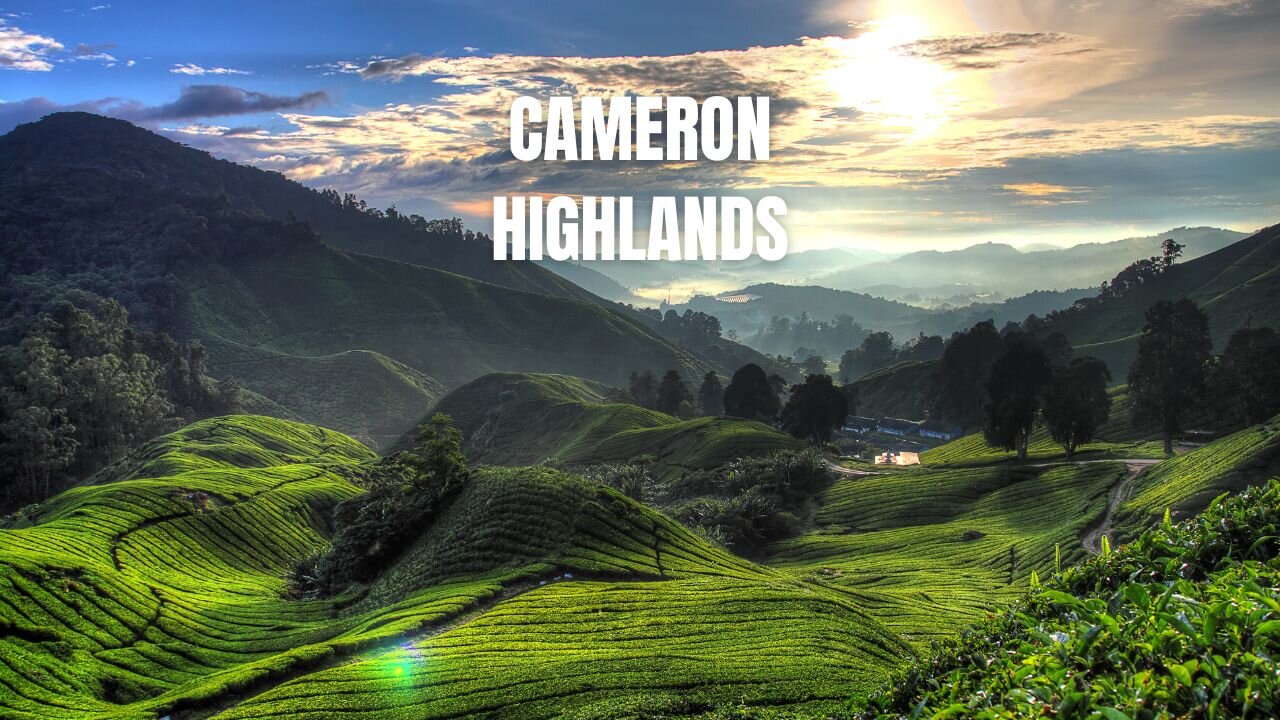 What Makes Cameron Highlands So Special?