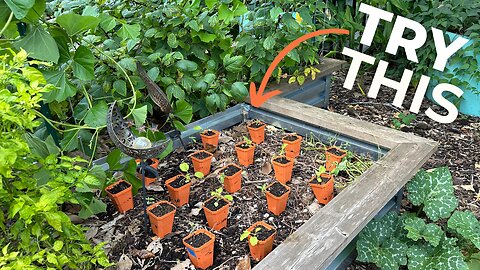 How To Plant Densely For Increased Yields