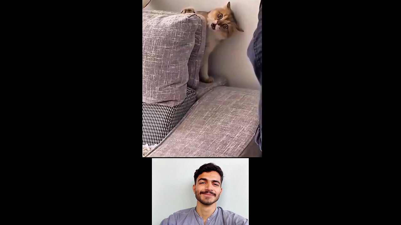 Couldn’t Stop Laughing at This Cat! 😂🐱