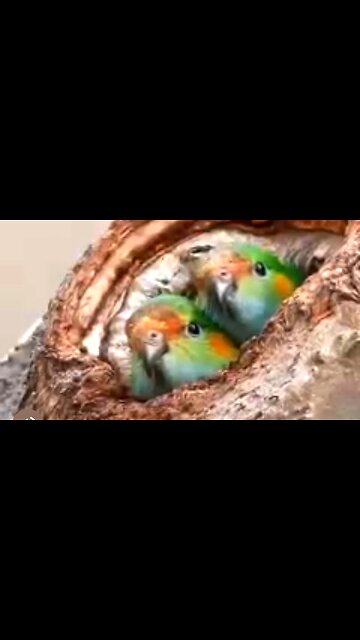 ENJOYING LIFE - DAILY DEVOTIONAL ❤️