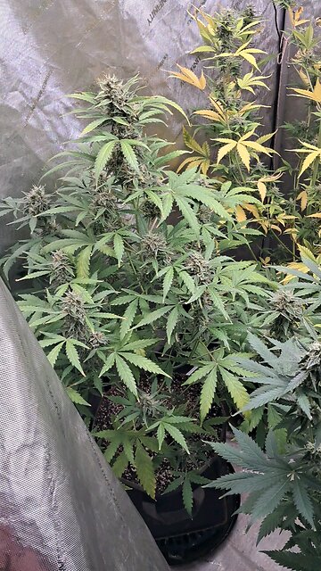 grape ape and northern lights grow