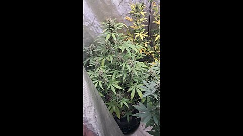 grape ape and northern lights grow
