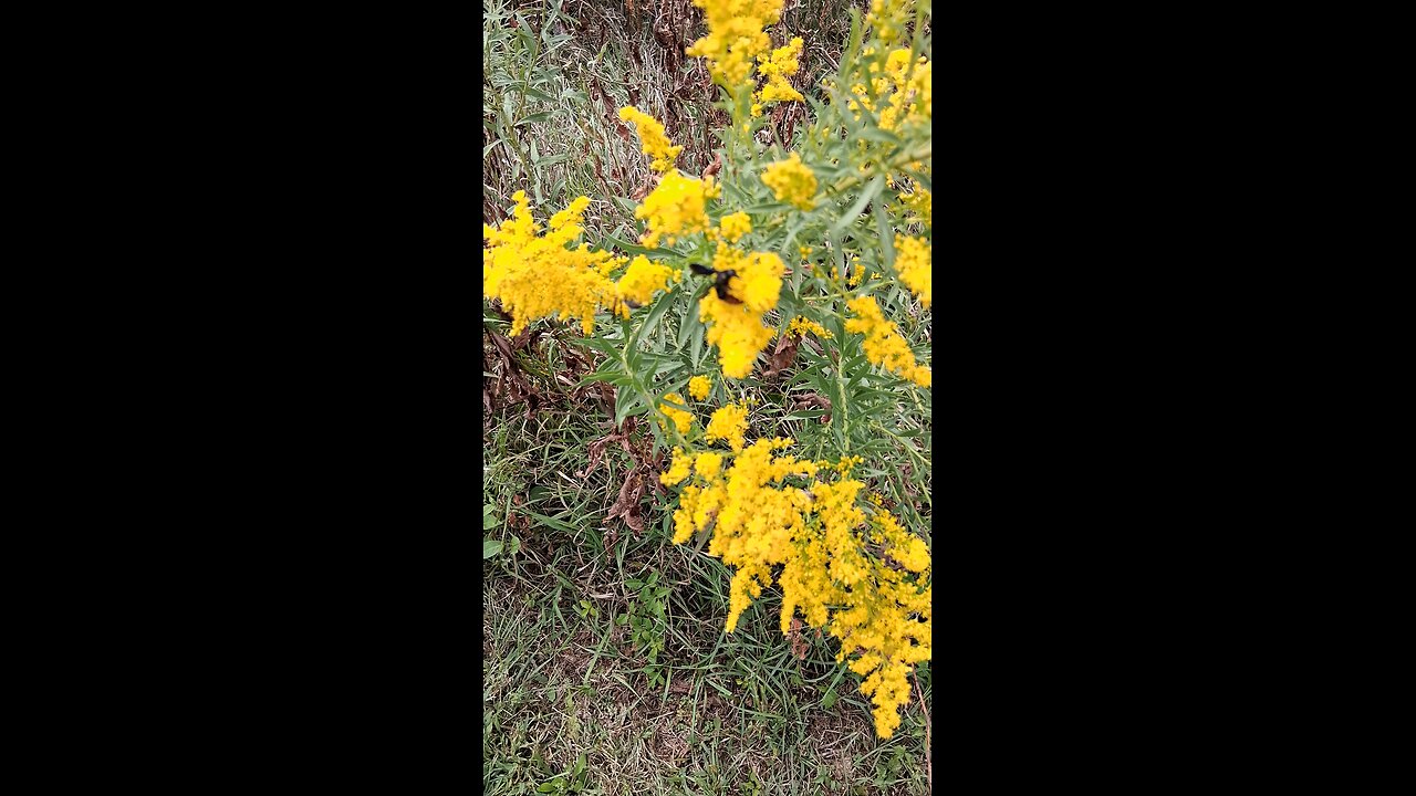 bugs part 6