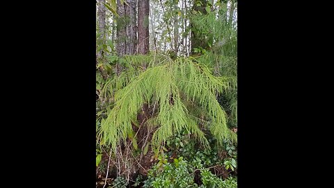 Kalkbrenner - Premier morceau de l'étude