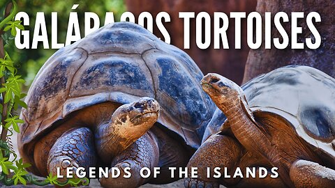 Galápagos Tortoises Legends of the Islands