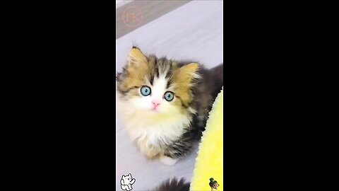 cute kitten,s 🥰😻🥰 #shorts