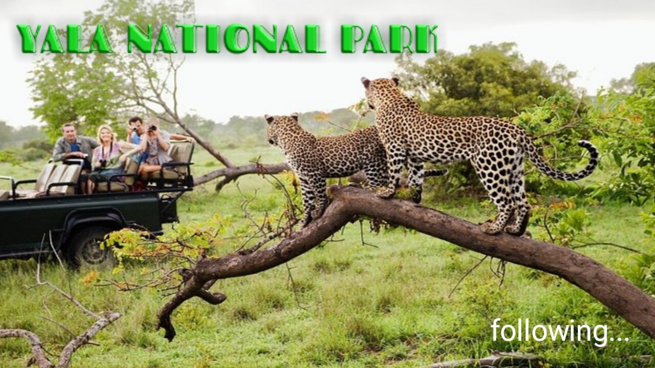 Safari experience of Yala National Park in SriLanka