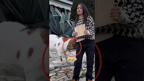 Animals Funny Compilation #funnyanimals #animals #pets #shorts