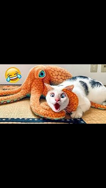 FUNNIEST Animal Videos of 2024