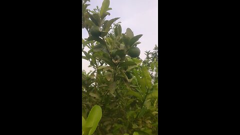 lemon tree best groth