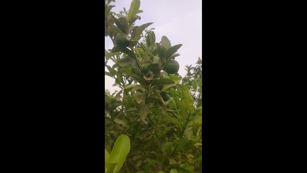 lemon tree best groth