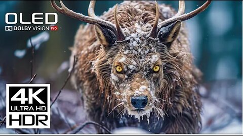 Incredible 4K 60FPS Video HDR Dolby Vision - Wild Animals of Africa - Wildlife