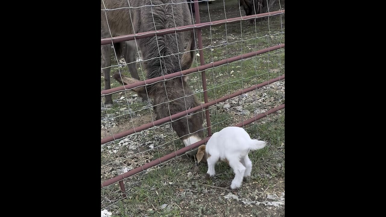 Baby goats meeting the big aunt maisey
