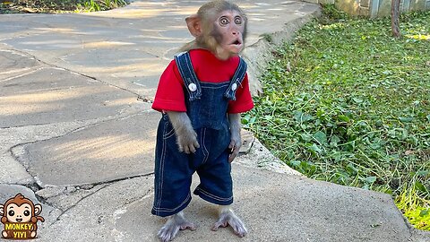 Monkey YiYi so worry when she couldn't find YinYin while going for coffee with grandpa