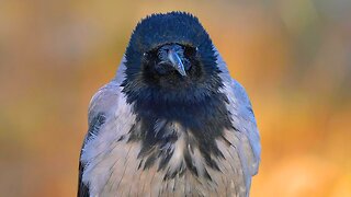 Mr. Hook, Hooded Crow with a Crooked Beak