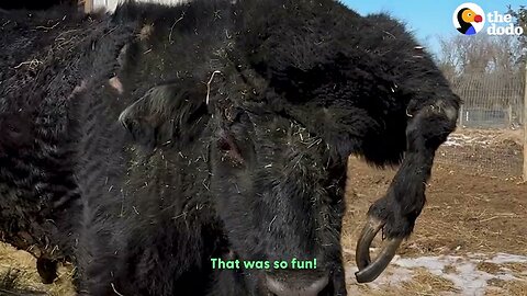 Cow Has A Fifth Leg On His Head That Saved His Life | The Dodo