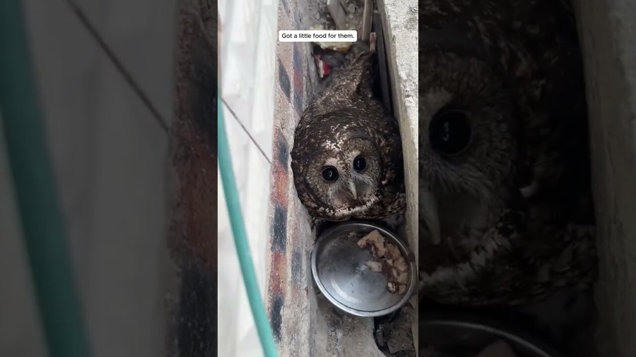 The owl settled right outside a mans house and he started helping her babysit