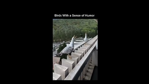 animals funny
