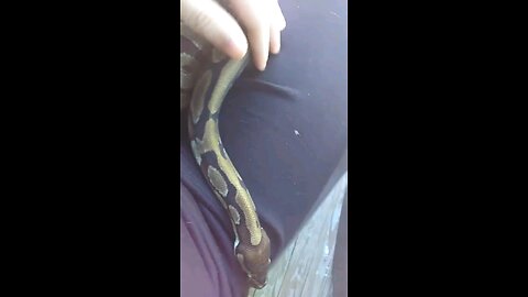 chilling with my snake Crowley